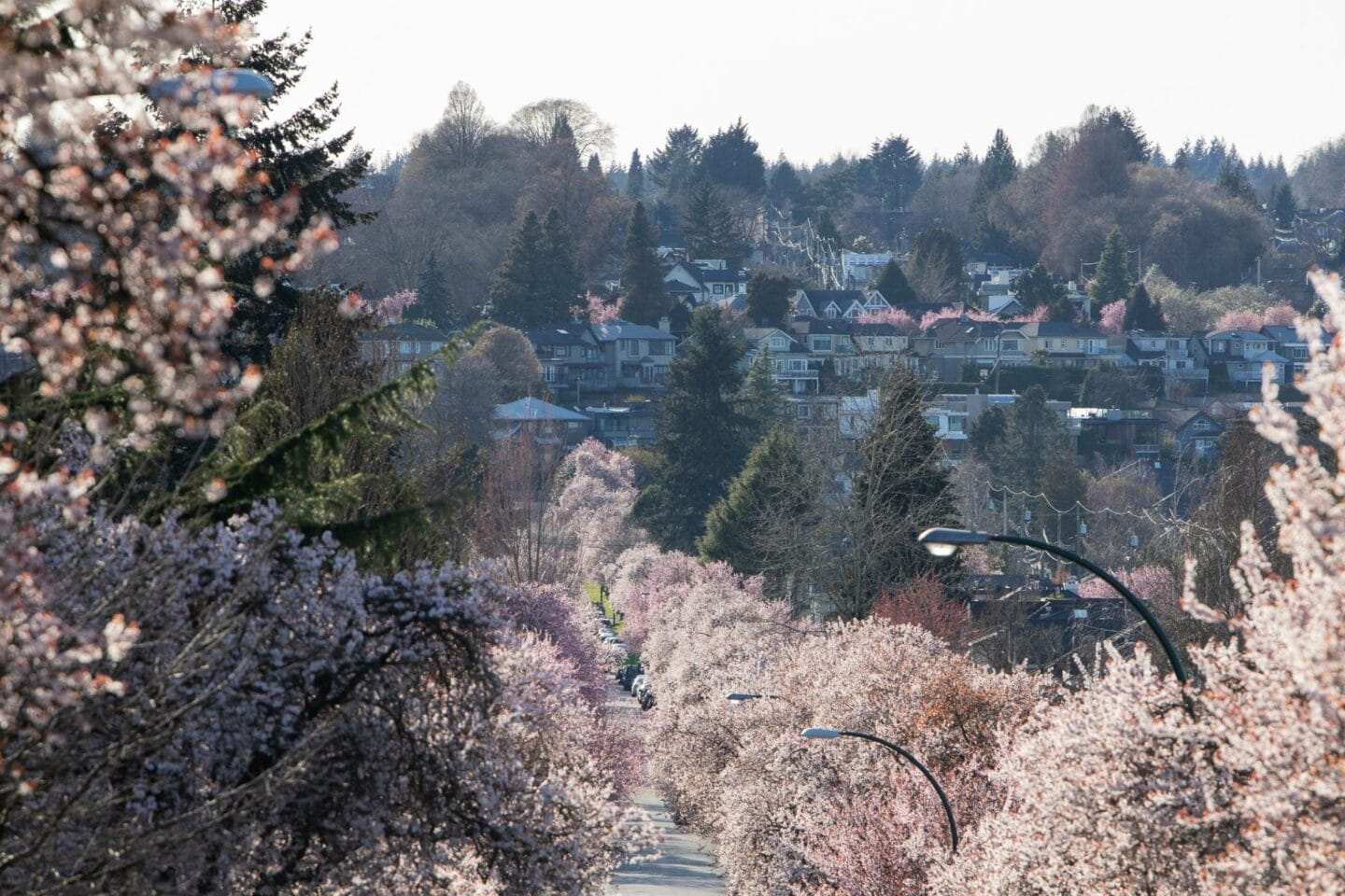 Cherry blossom in Vancouver