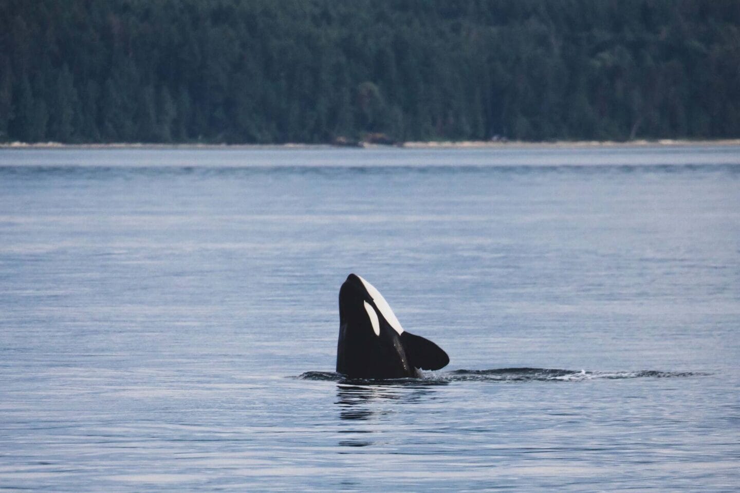 Whale watching in Victoria BC