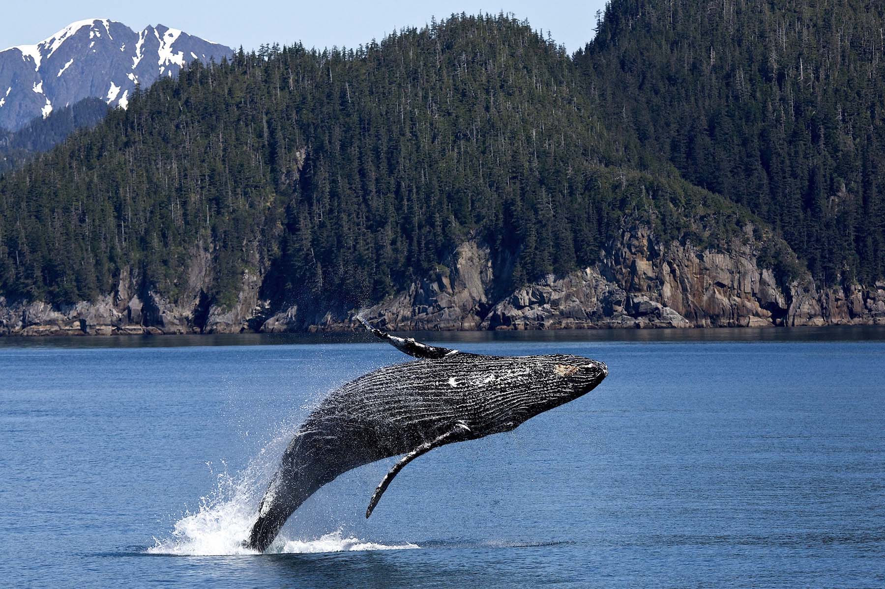 Whale watching season in Vancouver: Everything you need to know