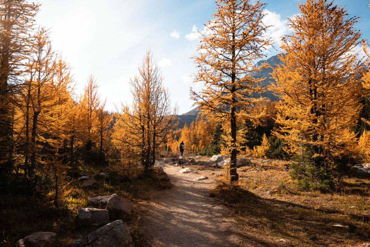 Larch Valley Banff National Park