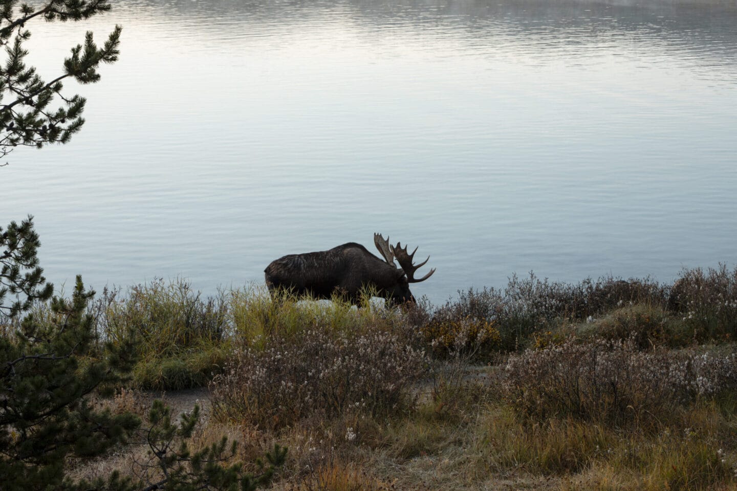 Moose at Maligne Lake