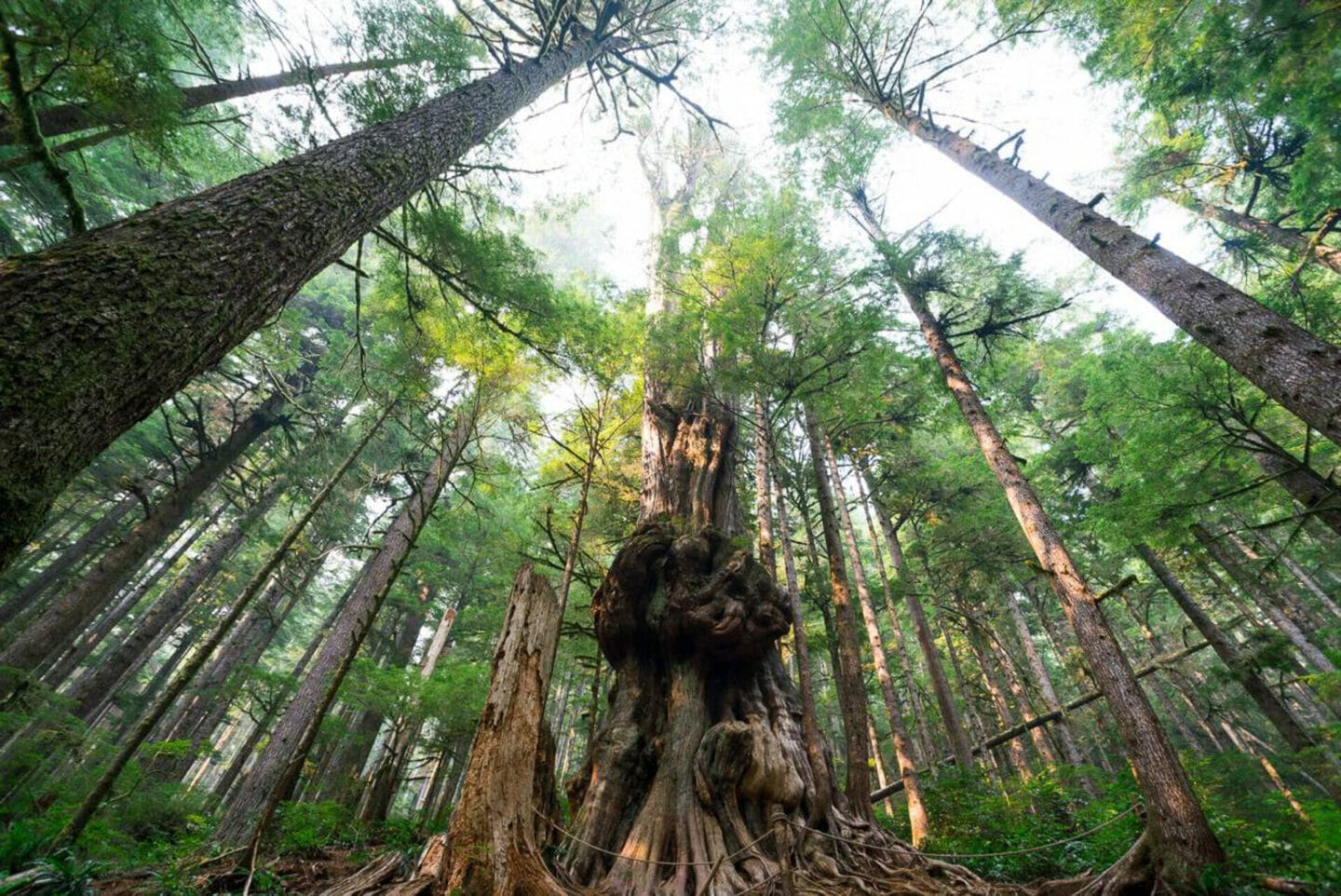 Avatar Grove near Port renfrew