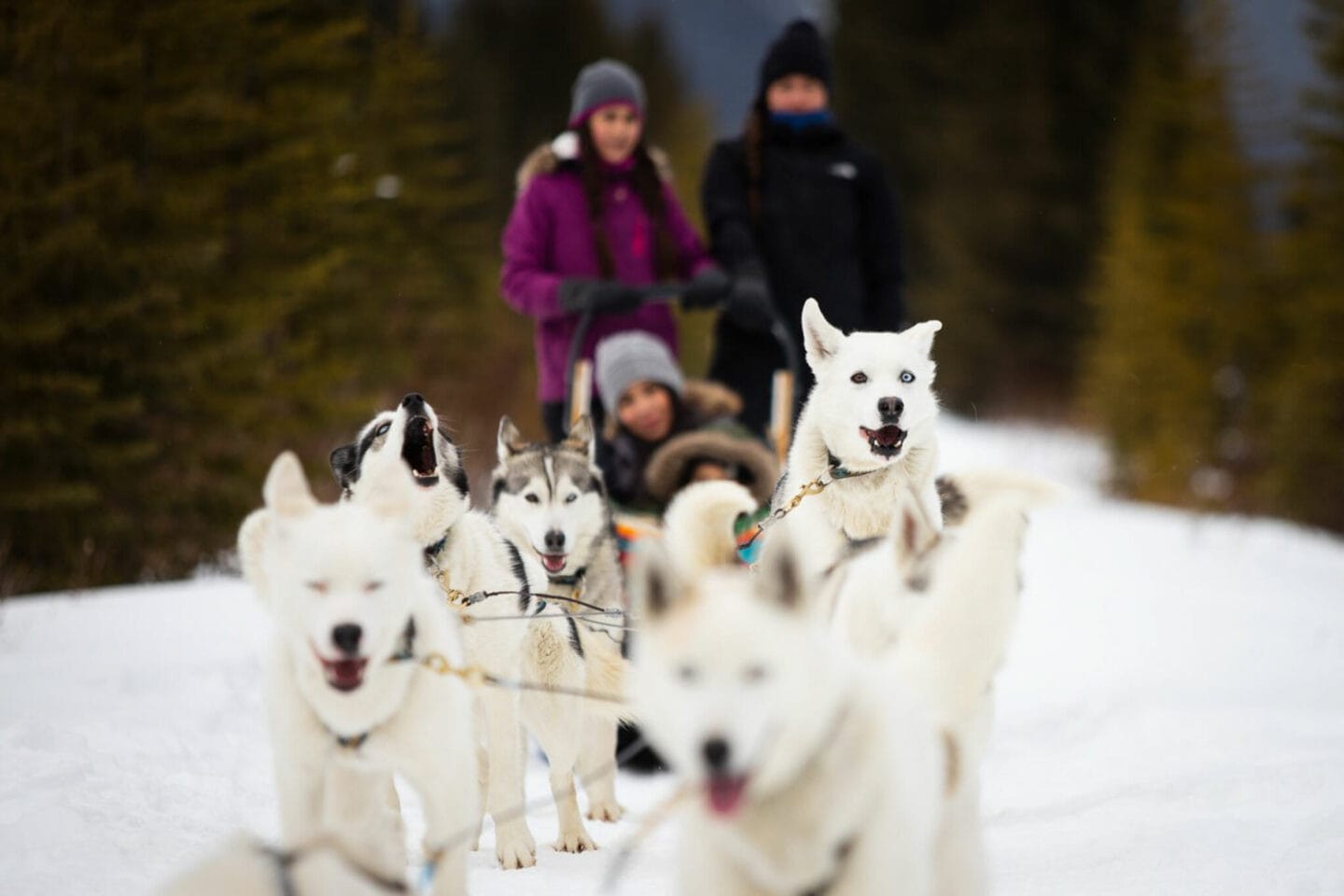 Dog sledding is one the most amazing things to do in Banff in winter