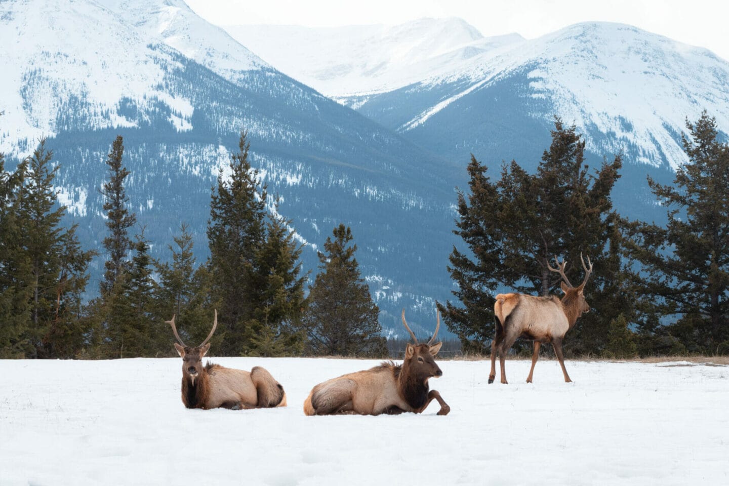 Wildlife tours are a great Jasper winter activity