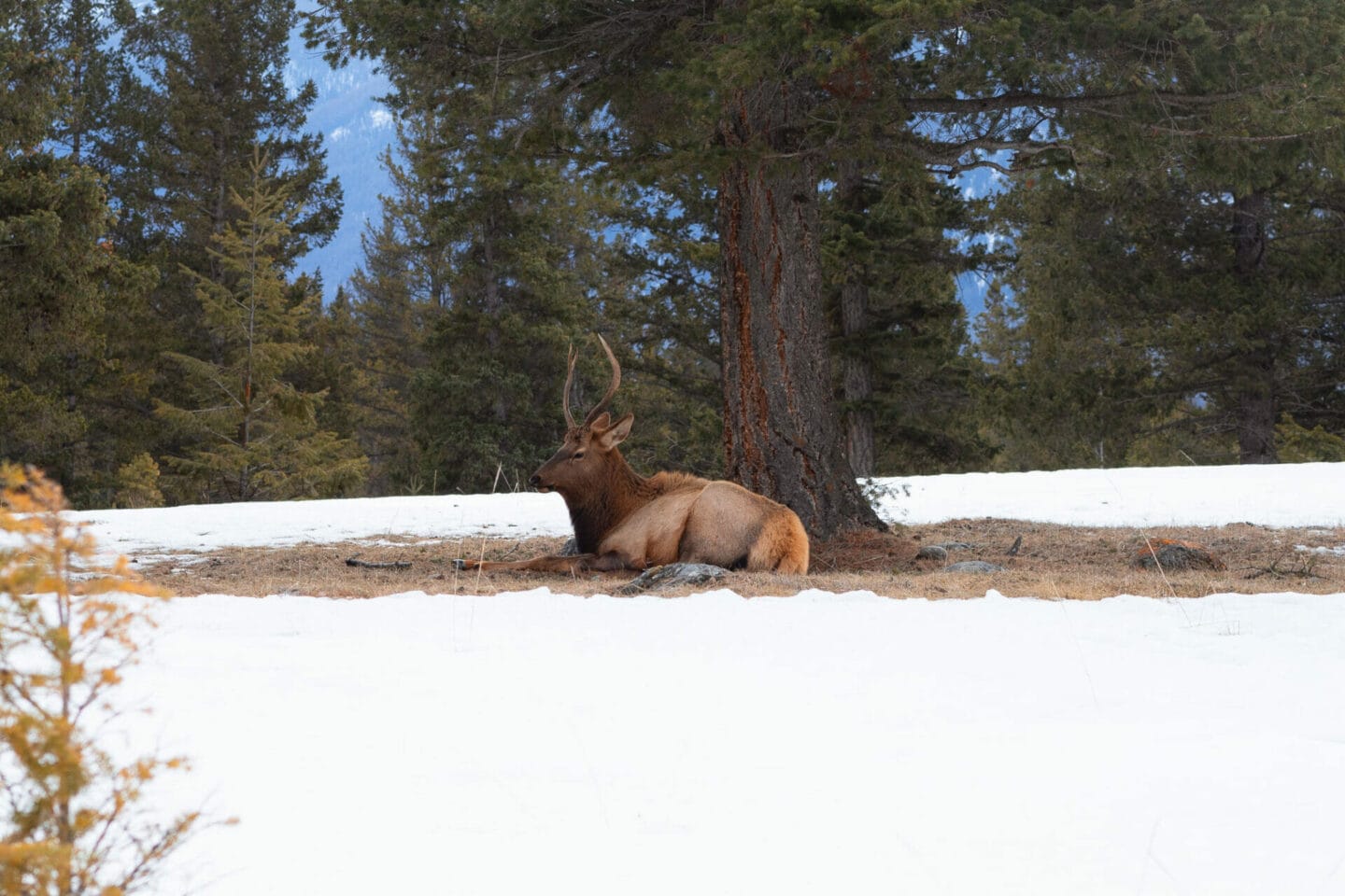Wildlife in Jasper National Park in winter