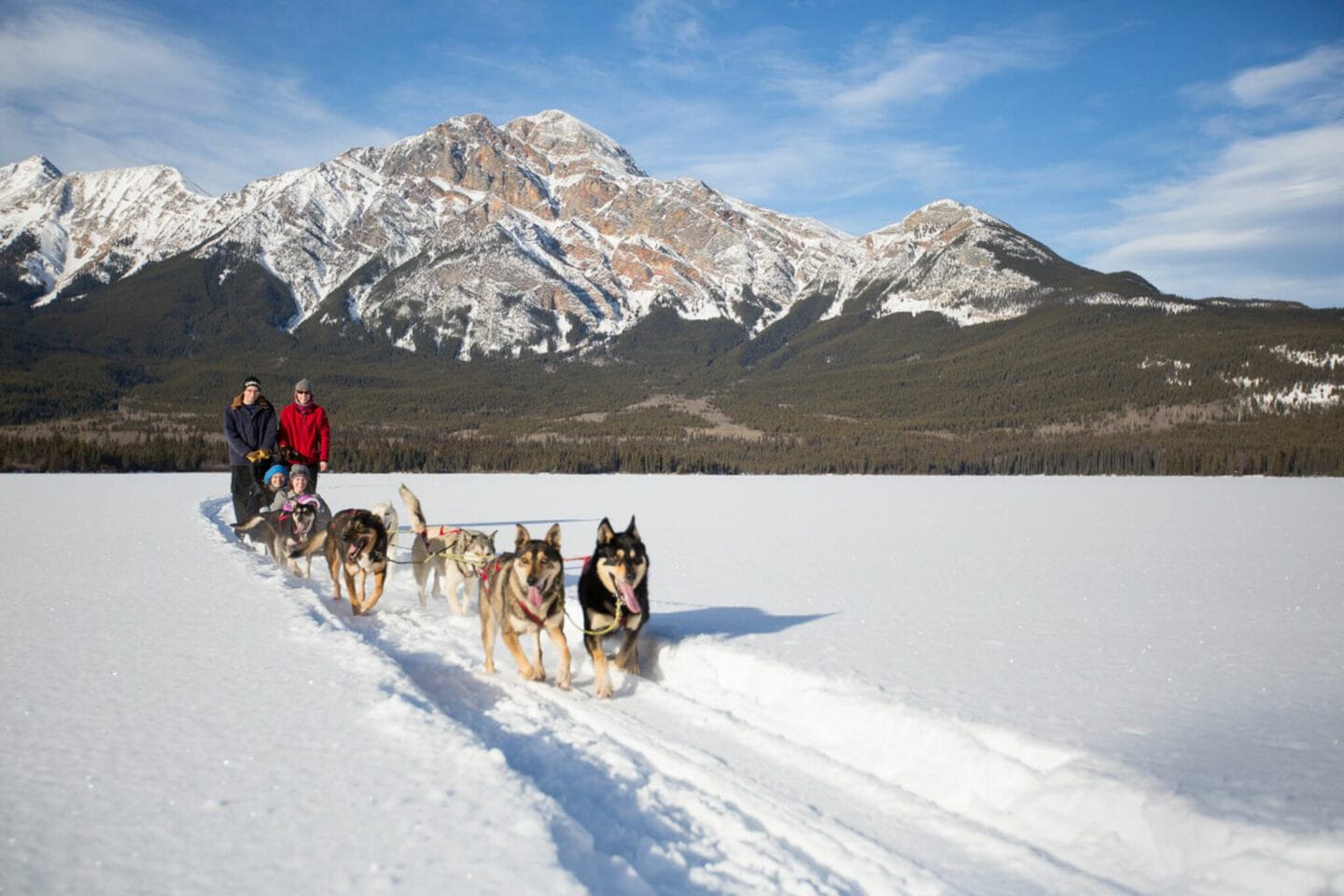 Dog sledding in Jasper Alberta