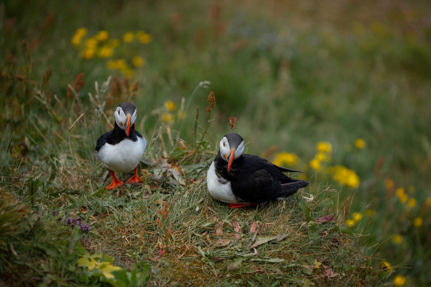 6 Day Iceland Itinerary - Where to see puffins