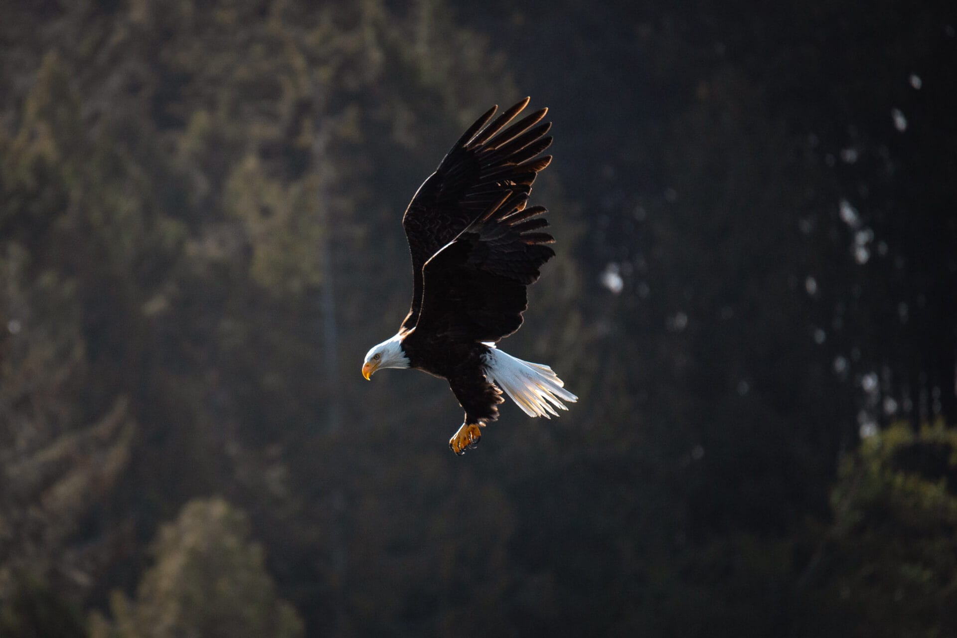 Bald eagles near Ucluelet harbour