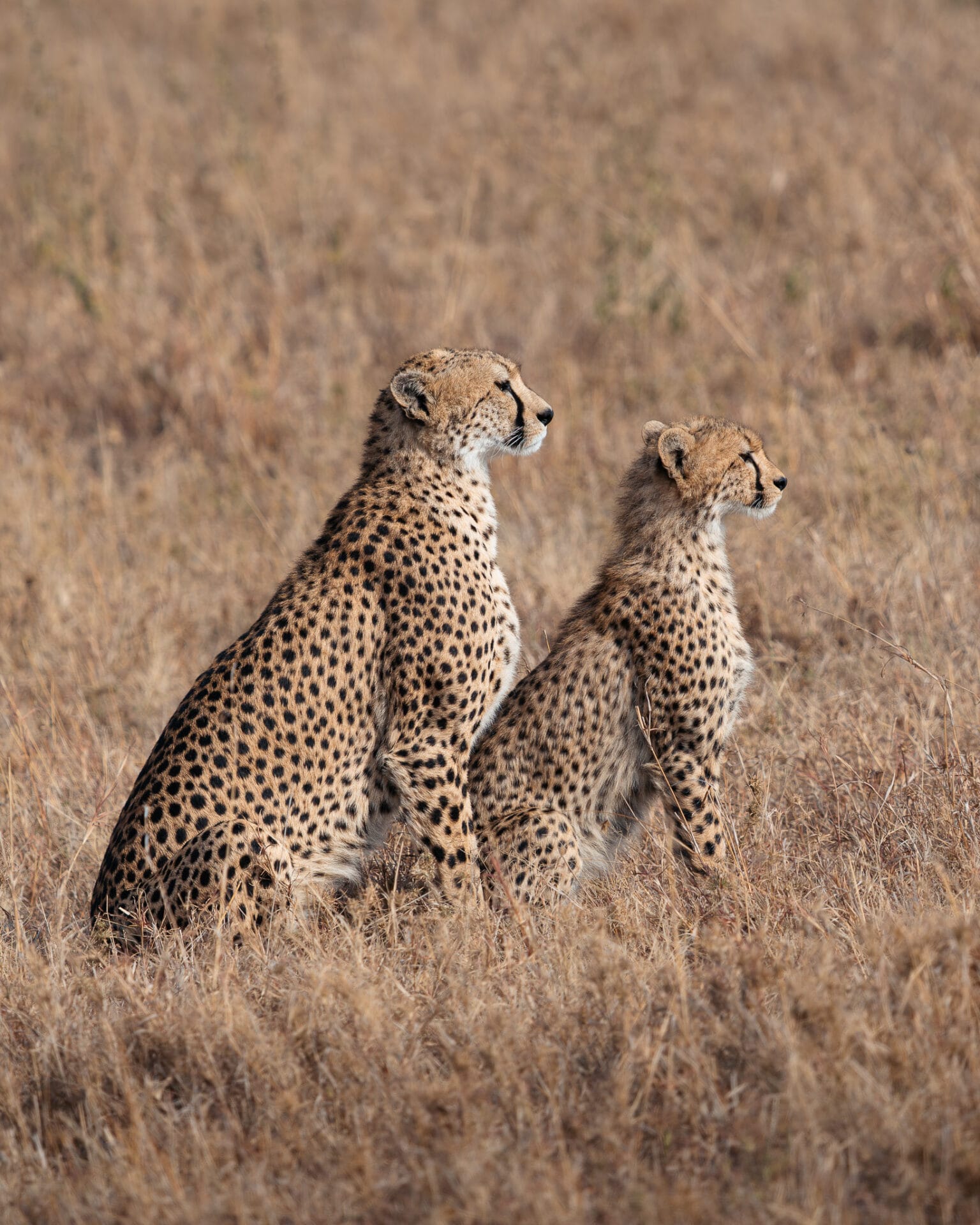 About Page - East Africa